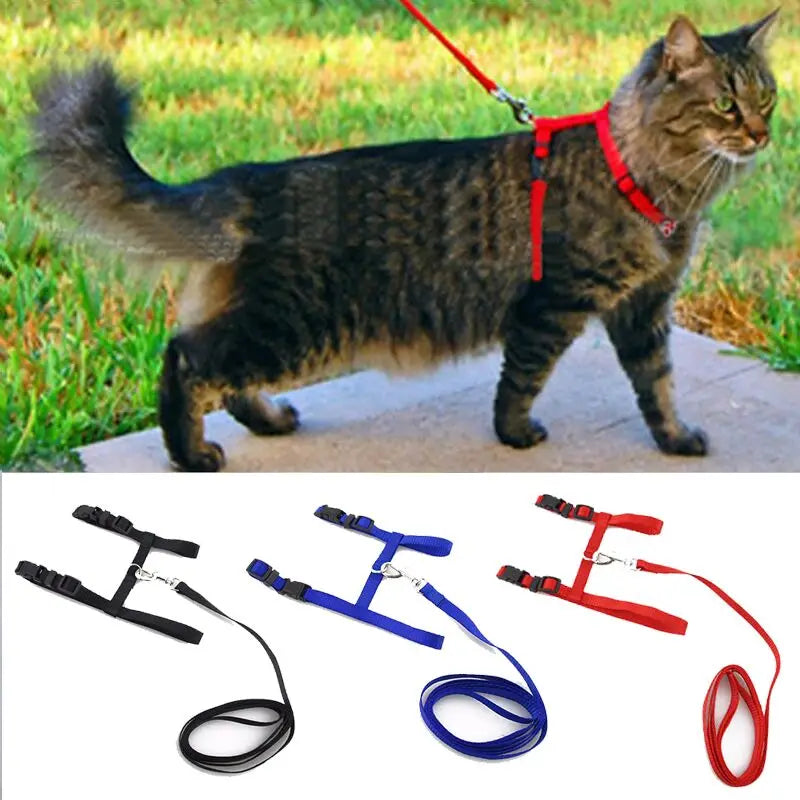 Cat collar and harness with lead